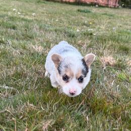 Penny - Blue merle and white female American Corgi puppy in Aberdeen, Washington from Coastal country Farms