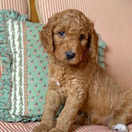 Goldendoodle Puppies from Four Gables Doodles