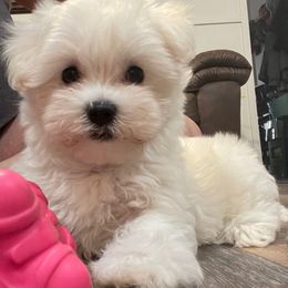 Beau - White male Maltese puppy in Beebe, Arkansas from Cedar Hill Kennel