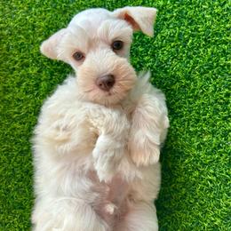 Wilson - Wheaten male Miniature Schnauzer puppy in Canyon Lake, Texas from Chambers Schnauzers
