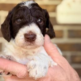 Huck - Parti male Goldendoodle puppy in Macclenny, Florida from Baker County Goldendoodles