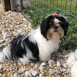Shih Tzu Puppies from Lil' Darlin' Shih Tzus of the Virginia Blue Ridge