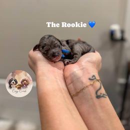 The Rookie - Merle male Bernedoodle puppy in Benton, Arkansas from Cozy Creek Doodles