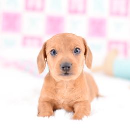 Pippin Dapple - Red male Dachshund puppy in Neosho, Missouri from Tinker Toy Doxies
