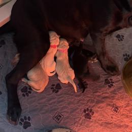 First Pick Black Male - Black male Labrador Retriever puppy in Greater Houston Area, Texas from Coram Deo Retrievers