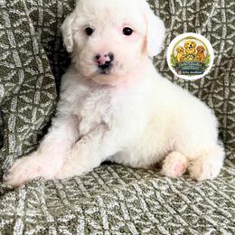 Boy 3 - Apricot male Goldendoodle puppy in Sanger, California from Delta Doodless