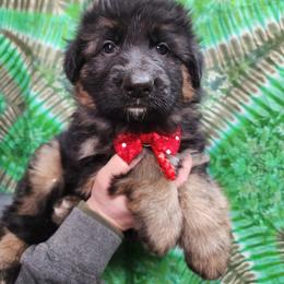 Brand - Black and tan male German Shepherd puppy in Fort Jennings, Ohio from Von Holtzapple German shepherds