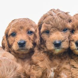 Goldendoodle Puppies from OodlesODoodles