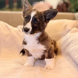 Cardigan Welsh Corgi Puppies from KaloKalo Cardigans
