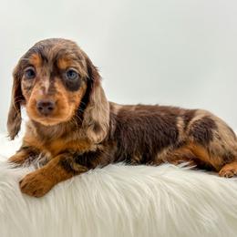 Val - Dapple female Dachshund puppy in Litchfield, Illinois from Charmm Dachshunds
