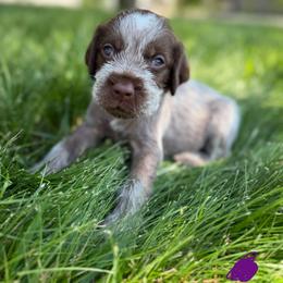 Purple male - Brown and gray male Wirehaired Pointing Griffon puppy in Williston, North Dakota from Little Muddy Griffons