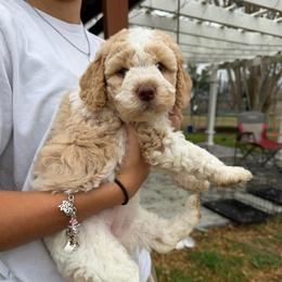 Beatrice - Parti female Double Doodle puppy in Yoakum, Texas from The Scott’s Dood Ranch