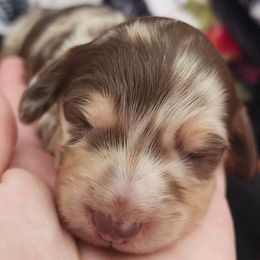 Purple Collar Boy 3 - Dapple male Dachshund puppy in Anderson, South Carolina from Iron Butterfly Kennels
