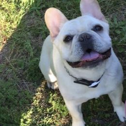 French Bulldogs and Staffordshire Bull Terriers from Sincerity