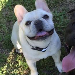 French Bulldogs and Staffordshire Bull Terriers from Sincerity