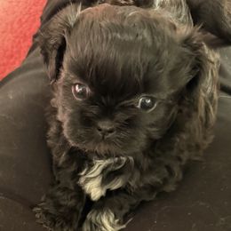 Brea - Black female Shih Tzu puppy in Tallahassee, Florida from Bows and Bow Ties