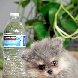Jellybean - Chocolate merle male Pomeranian puppy in Santa Clarita, California from Hollywood Mini Pets