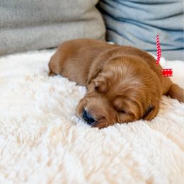 Red collar - Dark golden female Golden Retriever puppy in Lehi, Utah from Open Star Goldens