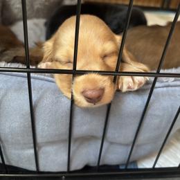 Dachshund Puppies from Twisted T Wienery