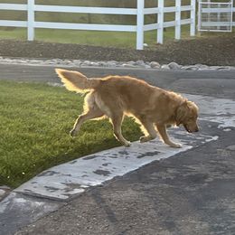 Golden Retriever All Grown Up from Sun Ridge Goldens