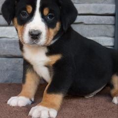 Clyde - Black, white and red male Greater Swiss Mountain Dog puppy in Gassaway, West Virginia from Rolling Hills Ranch and Kennels LLC