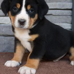 Clyde - Black, white and red male Greater Swiss Mountain Dog puppy in Gassaway, West Virginia from Rolling Hills Ranch and Kennels LLC