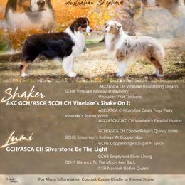 Australian Shepherd puppies from Affinity Aussies