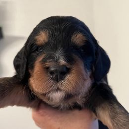 Bernedoodles from Bernedoodle Blessings