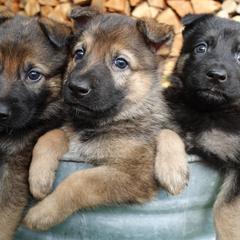 German Shepherd Puppies from Von der Henne K9