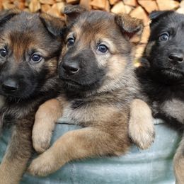German Shepherd Puppies from Von der Henne K9