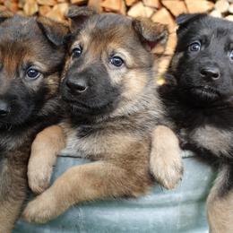 German Shepherd Puppies from Von der Henne K9