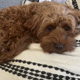 Madee - Goldendoodle