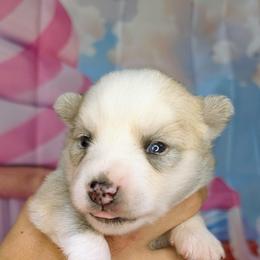 Candy-2200 - Wolf sable female Pomsky puppy in Spring Hill, Florida from www.PuppyTimeEmporium.com