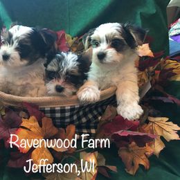 Biewer Terrier Puppies from Ravenwood Farm