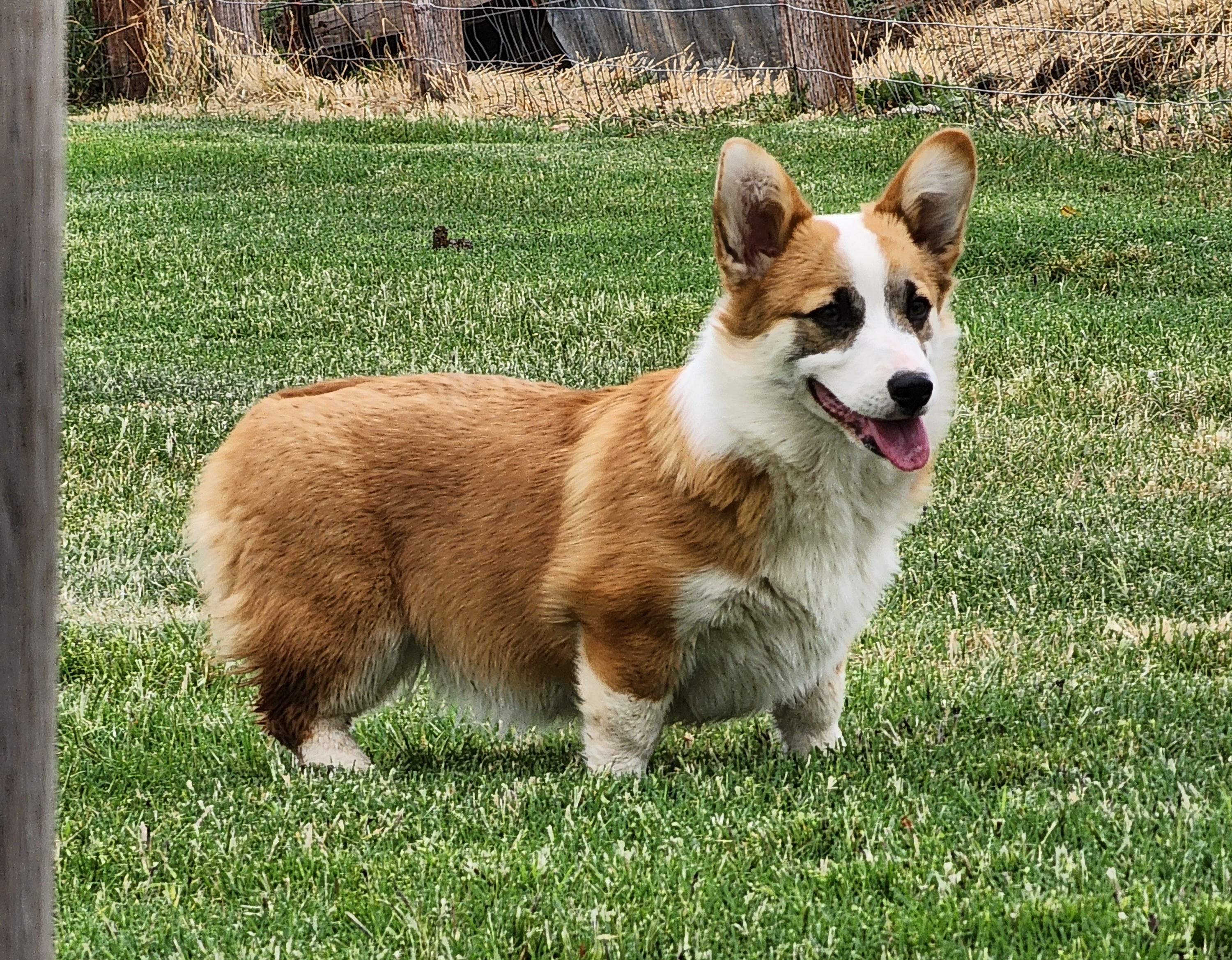 Elsa - Pembroke Welsh Corgi