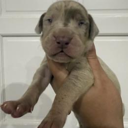 Nick Carraway - Merle male Great Dane puppy in Florida from Beachside Kennels
