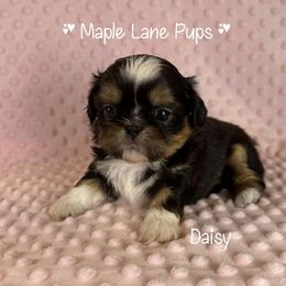 Daisy - Black and tan female Shih Tzu puppy in Marion, Michigan from Maple Lane Pups