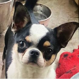 Dinero - Chihuahua