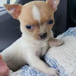 Maybell - Cream and white female Chihuahua puppy in Greenfield, Ohio from Paradise Chihuahua Kennel