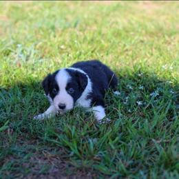 Nightshade - Black and white male Border Collie puppy in Opelousas, Louisiana from Zahara Border Collies