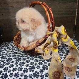 Male 1 - Lilac male Shih Tzu puppy in Meadows Of Dan, Virginia from Walt’s Shih Tzus