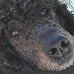Gracie - Poodle