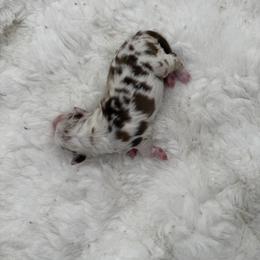 Blossom - Red merle female Miniature Australian Shepherd puppy in Greenville, Ohio from Arnold’s Aussies