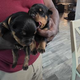 Rottweiler Puppies from Rottbies