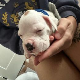 Boy 1 - royal blue - heart on side - White male Boxer puppy in Nashville, Tennessee from Best Friends over 20+ years experience