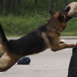 German Shepherds from Ot TONCHE German Shepherds