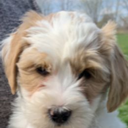 Goldendoodle, Bernedoodle, Poodle, Sheepadoodle, and Yorkshire Terrier Puppies from Free State Pedigrees