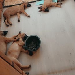 Belgian Malinois Puppies from Pyrex Kennels