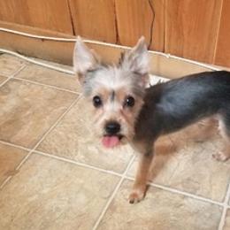 Yorkshire Terriers from C & H Kennels