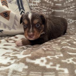 Miniature Australian Shepherd Puppies from B&B Little Aussie Gems